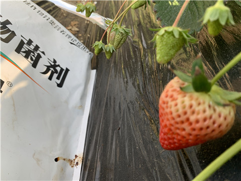 微生物菌劑，拉姆拉，翠姆