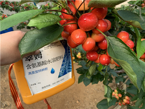 水溶肥，拉姆拉，翠姆