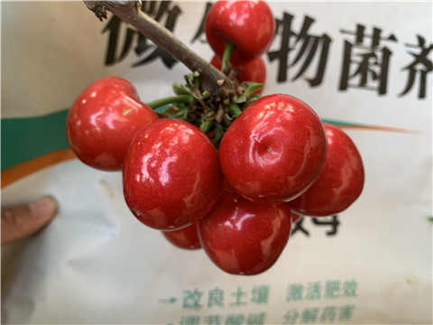 水溶肥，拉姆拉，翠姆