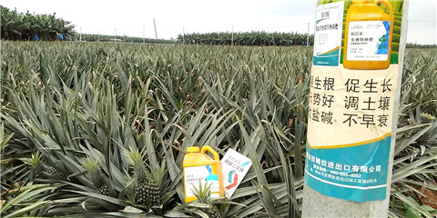 水溶肥，拉姆拉，翠姆