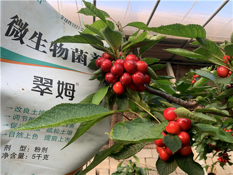 微生物菌劑，拉姆拉，翠姆