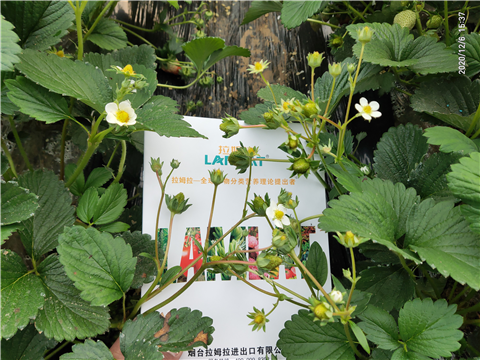 水溶肥，拉姆拉，翠姆