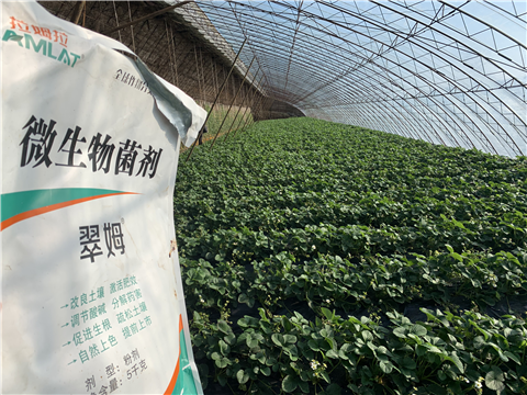 水溶肥，拉姆拉，翠姆
