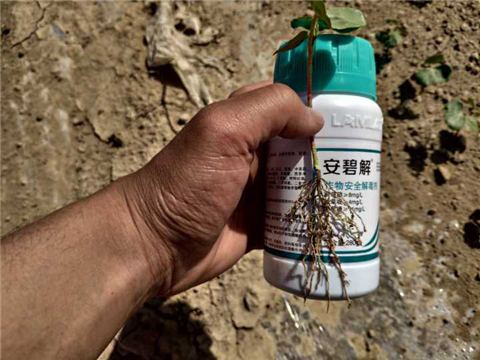 水溶肥，拉姆拉，翠姆