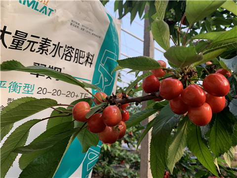 大量元素水溶肥，拉姆拉，翠姆