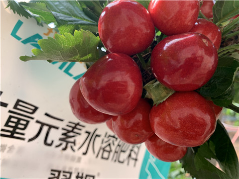大量元素水溶肥，拉姆拉，翠姆