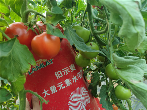 水溶肥，拉姆拉，伯示麥