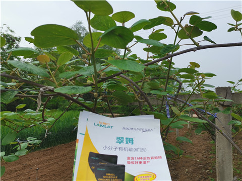 小分子有機(jī)碳，拉姆拉，翠姆