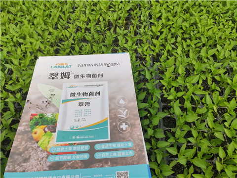 水溶肥，拉姆拉，翠姆