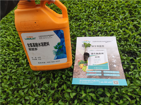 水溶肥，拉姆拉，翠姆