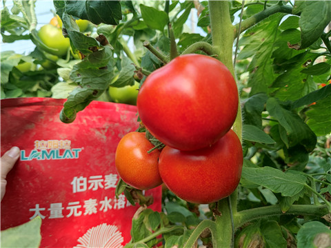 水溶肥，拉姆拉，伯示麥 