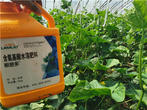 水溶肥，拉姆拉，翠姆