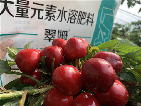 水溶肥，拉姆拉，翠姆