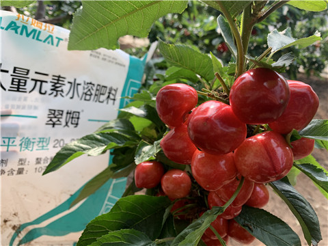 水溶肥，拉姆拉，翠姆