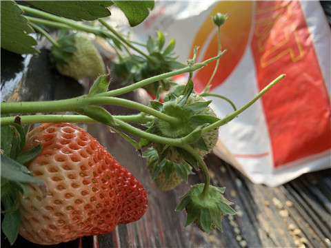 草莓施肥管理，拉姆拉，翠姆
