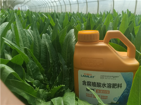 沖施肥，拉姆拉，翠姆