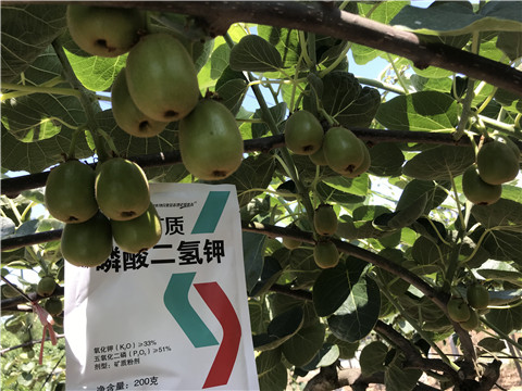 水溶肥，拉姆拉，翠姆