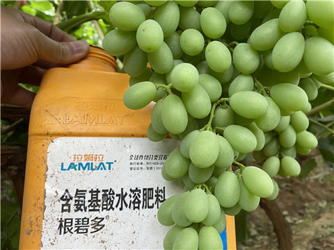 生根劑，翠姆，拉姆拉