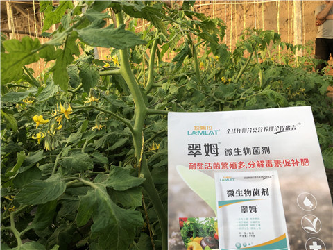 微生物菌劑，翠姆，拉姆拉