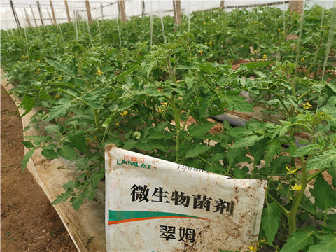 微生物菌劑，翠姆，拉姆拉