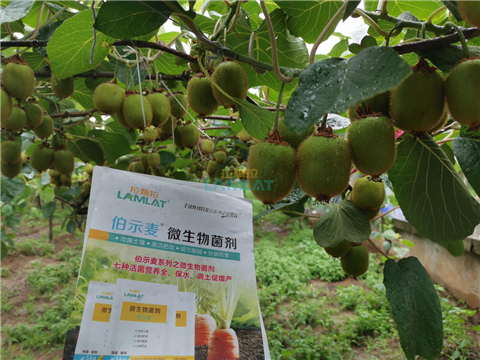 生根劑，翠姆，拉姆拉