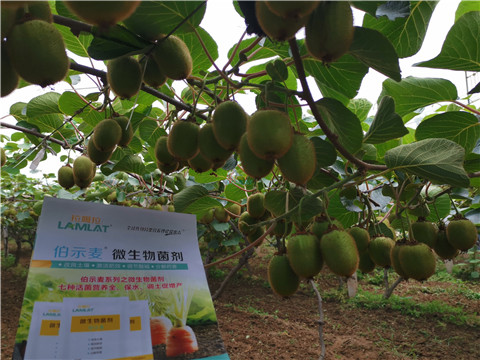 水溶肥，伯示麥，拉姆拉