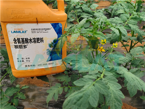 水溶肥，翠姆，拉姆拉