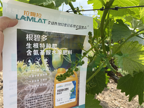 水溶肥，拉姆拉，翠姆