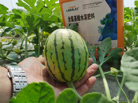 水溶肥，拉姆拉，翠姆