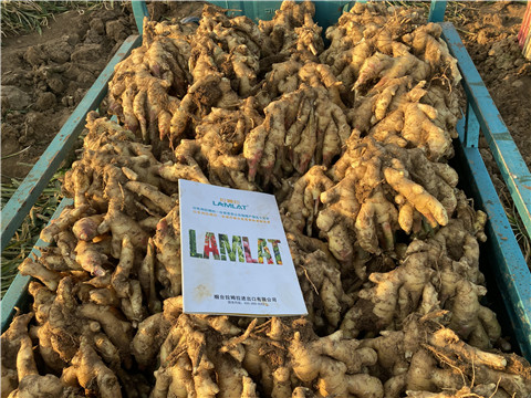 水溶肥,翠姆,大姜水溶肥 水溶肥,翠姆,大姜水溶肥