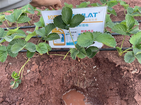 進口水溶肥,草莓種植,拉姆拉滴灌級特種肥