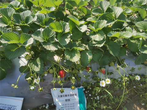 水溶肥品牌,草莓種植,拉姆拉滴灌級特種肥