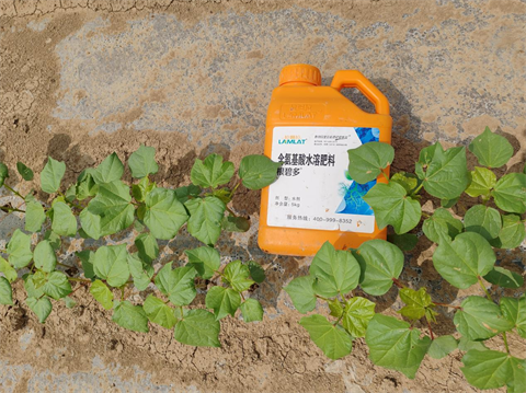水溶肥,棉花種植,拉姆拉滴灌級(jí)特種肥