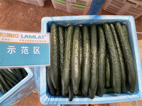 水溶肥廠家,滴灌肥,拉姆拉滴灌級(jí)特種肥