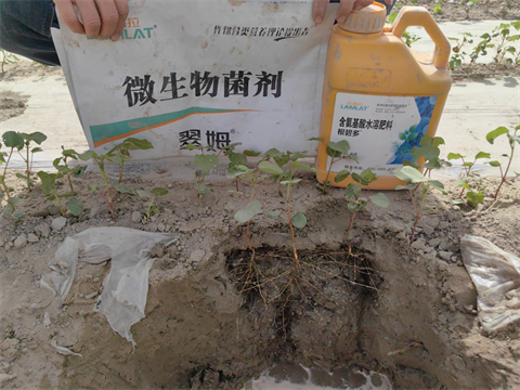 水溶肥品牌,棉花種植,拉姆拉滴灌級(jí)特種肥