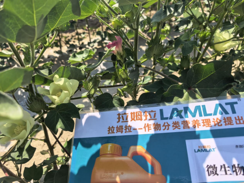 水溶肥廠家,棉花種植,拉姆拉滴灌級特種肥