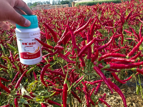 水溶肥廠家,朝天椒種植,翠姆水溶肥