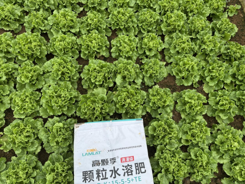 水溶肥廠家,土壤惡化,拉姆拉滴灌級特種肥